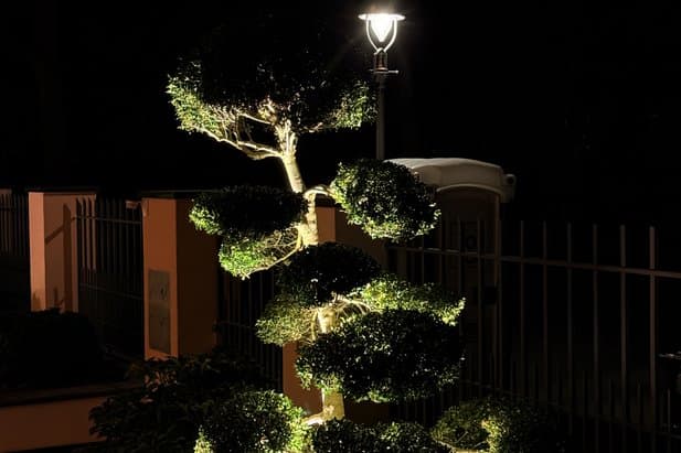 Beleuchtete Formschnitt-B&auml;ume von unten Berlin