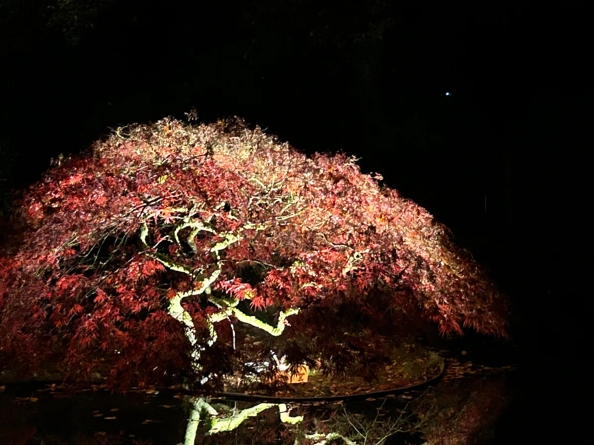 Ein beleuchteter Ahorn im Lichtergarten auf Gut Asselborn