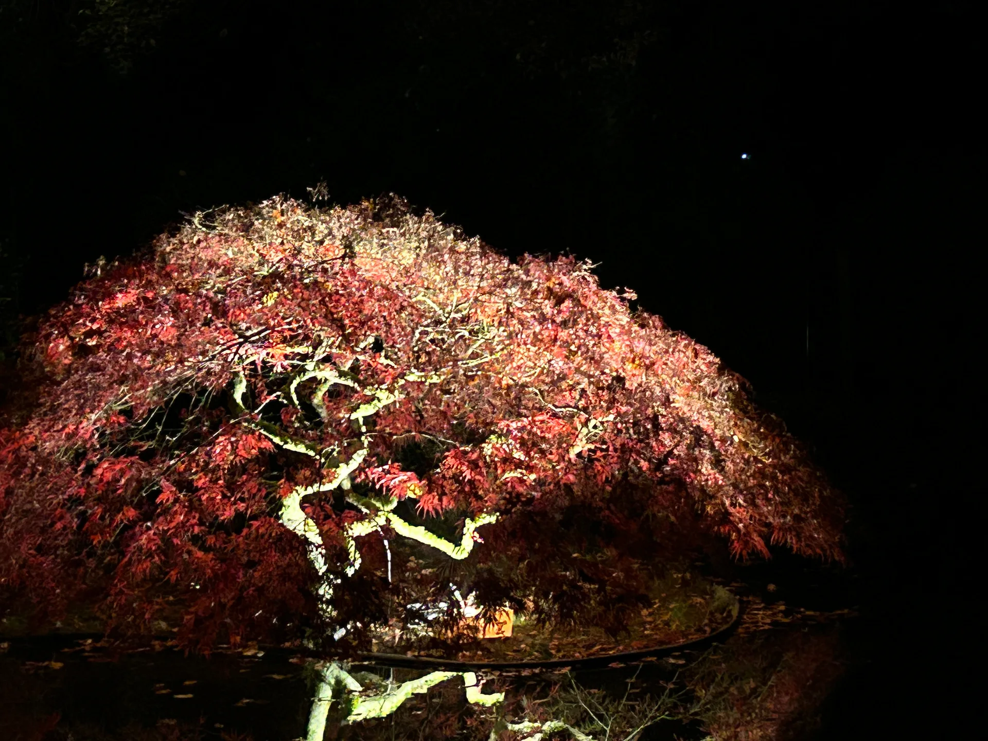 Der beleuchtete Ahorn im Lichtergarten